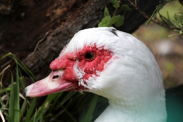 了歐文構建 了歐文構建